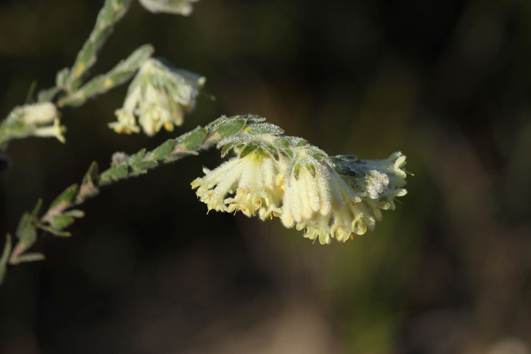 صورة Pimelea octophylla R. Br.