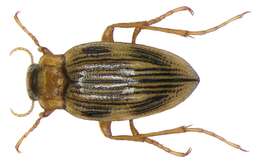 Image of Brychius elevatus