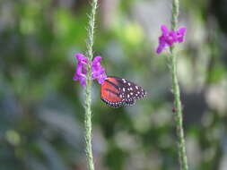 Image de Tithorea tarricina duenna Bates 1864