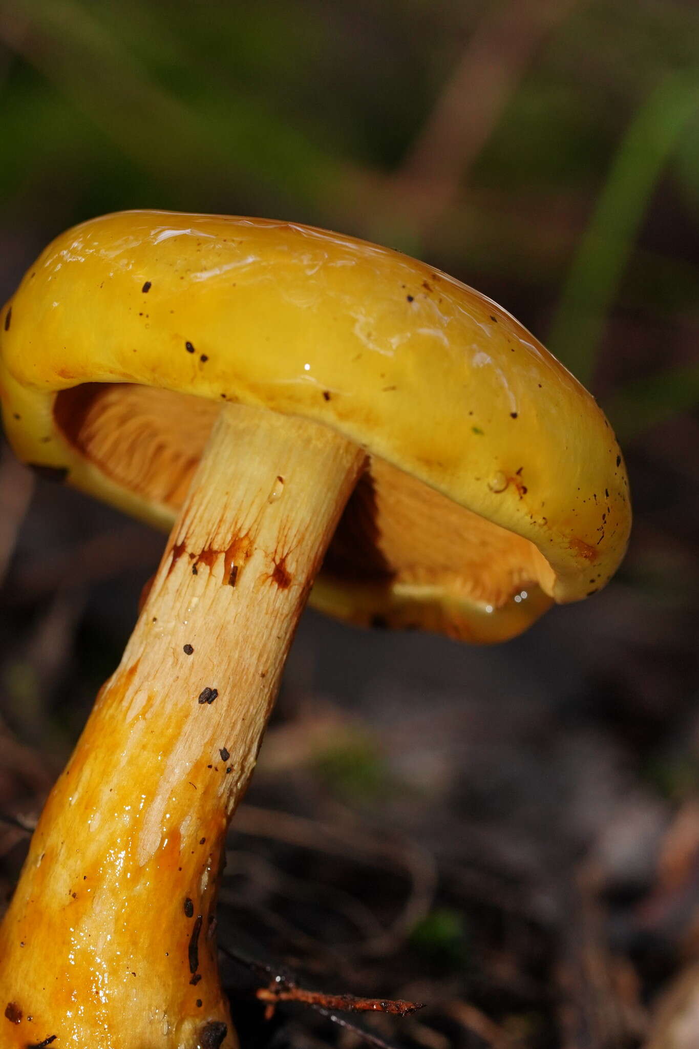 Image of Cortinarius sinapicolor Cleland 1933