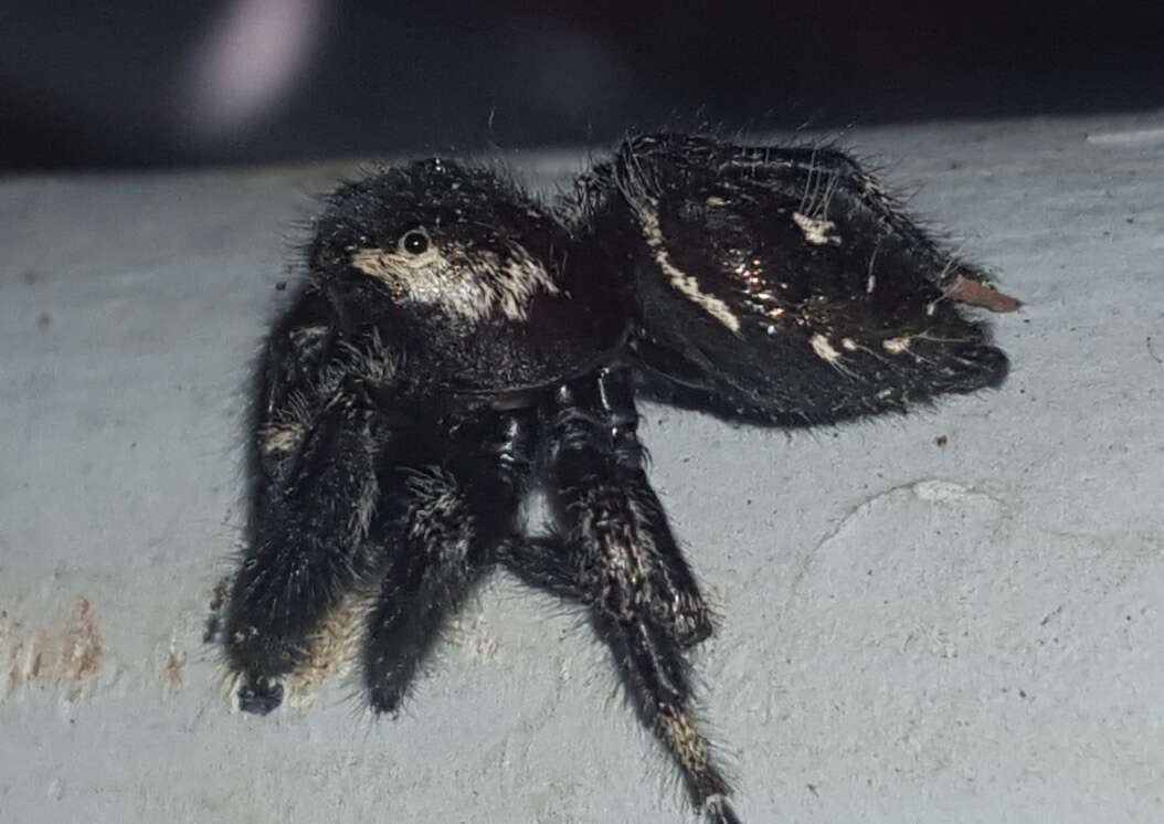 Sivun Phidippus maddisoni Edwards 2004 kuva