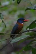 Image of Blue-headed Kingfisher