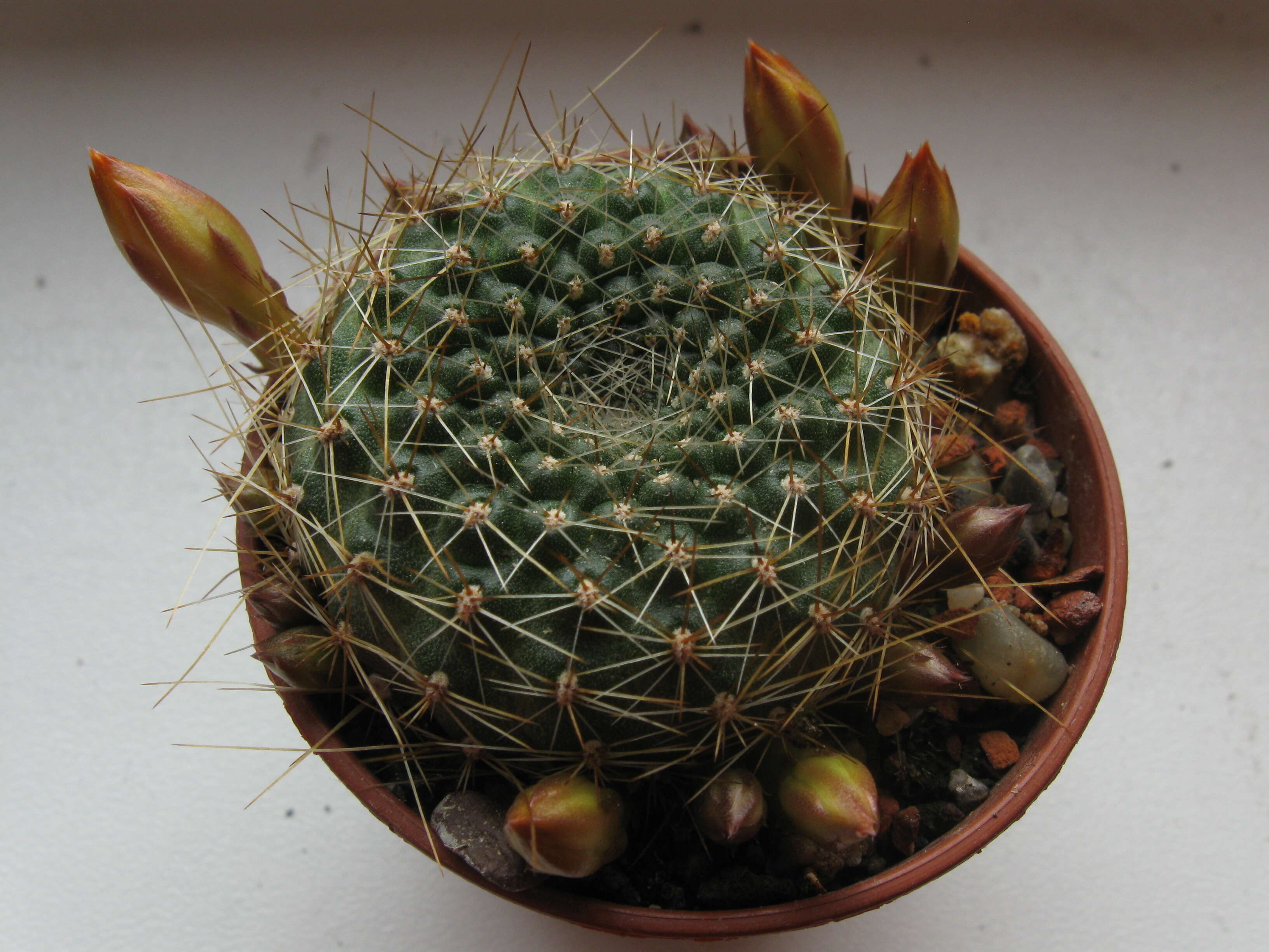 Image of Rebutia minuscula K. Schum.