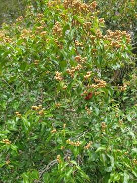 Image of Leptolaena cuspidata Baker