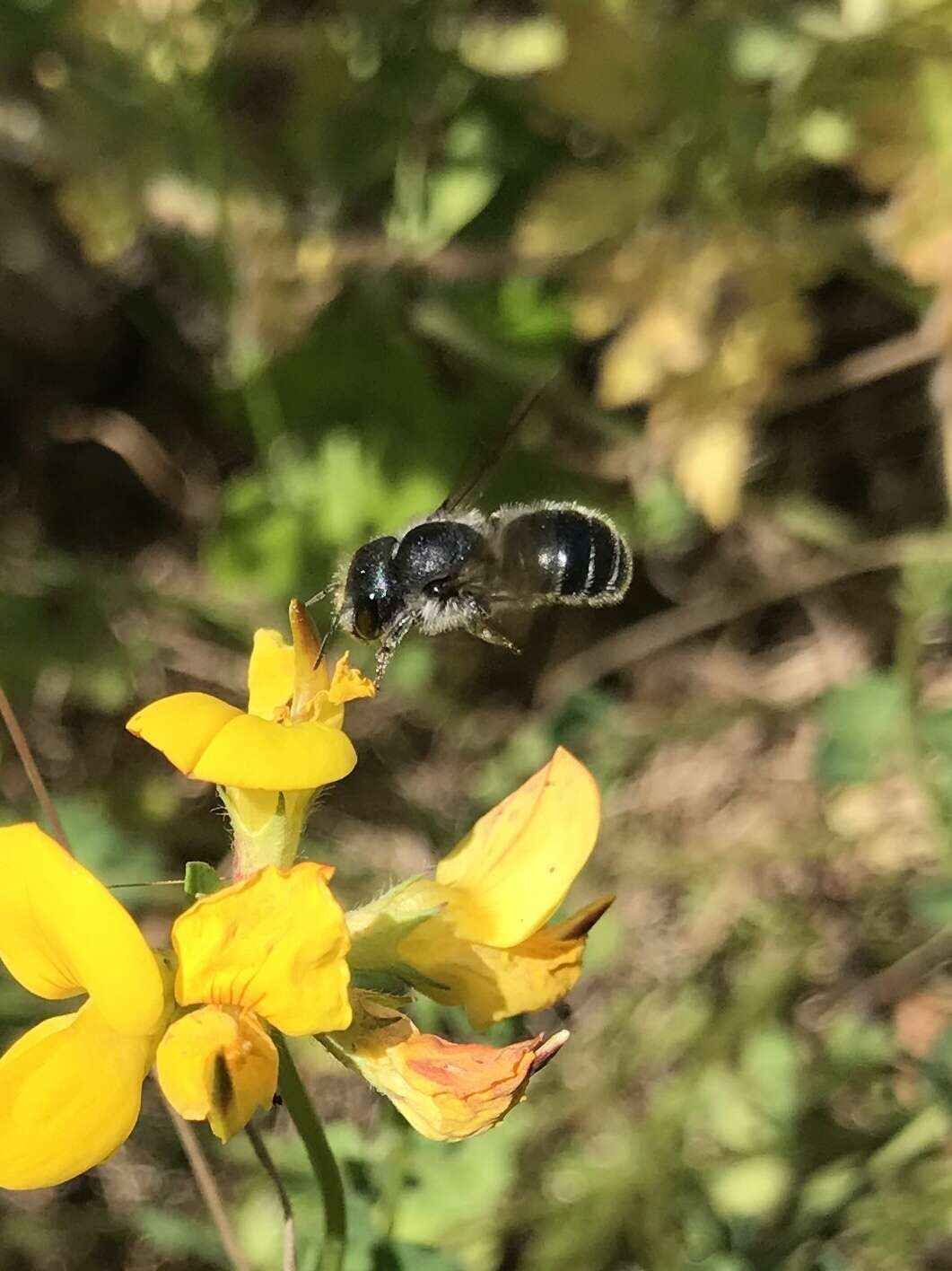 Image of Mason bee