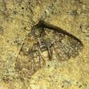 Image of Richards' Fungus Moth