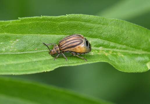 Sivun Ophraella conferta (J. L. Le Conte 1865) kuva