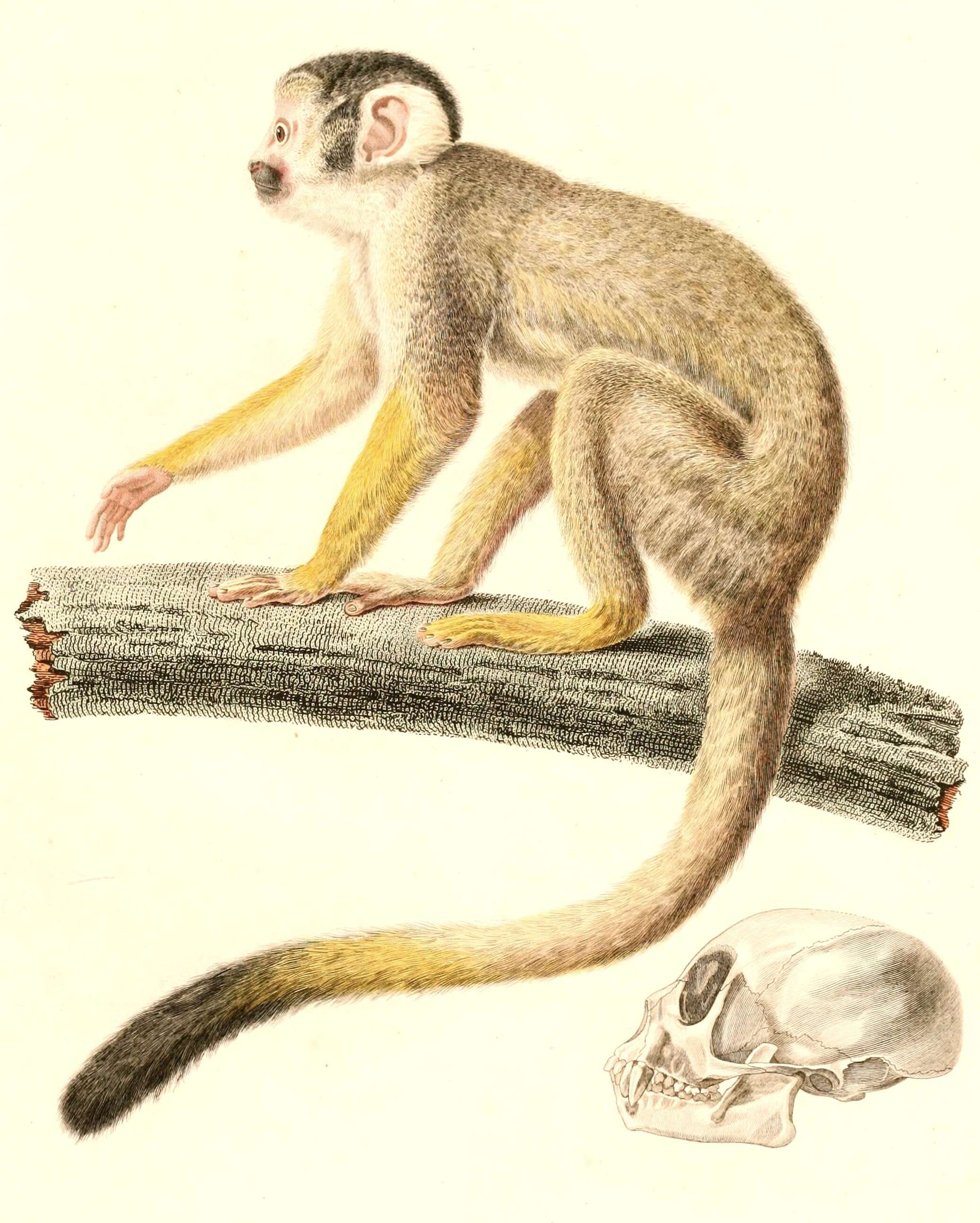 Image de Saimiri boliviensis (I. Geoffroy Saint-Hilaire & de Blainville 1834)