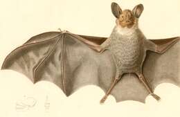 Image of White-throated Round-eared Bat