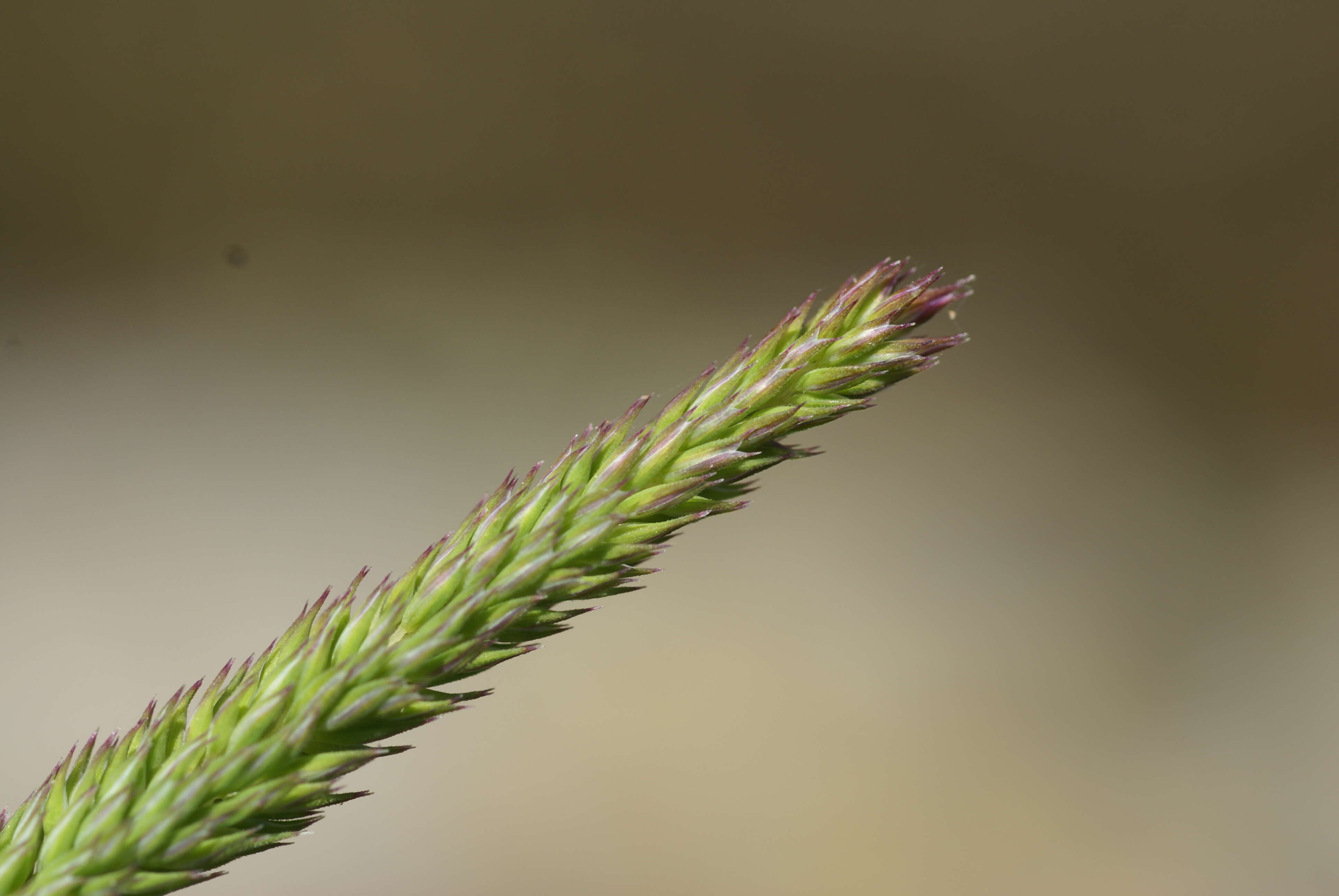 Image of Boehmer's cat's-tail