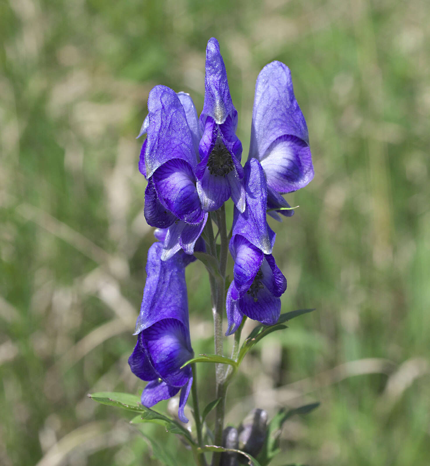 Imagem de Aconitum japonicum subsp. maritimum (Nakai ex Tamura & Namba) Y. Kadota