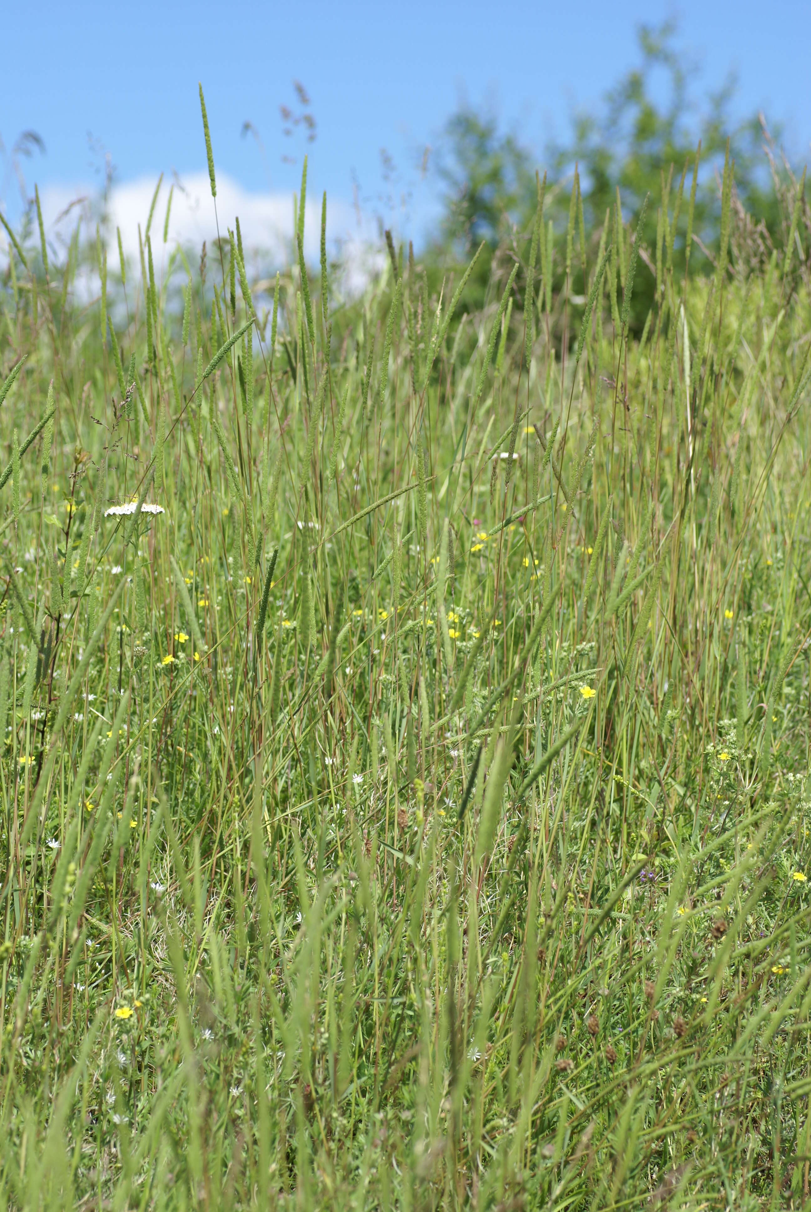 Image of Boehmer's cat's-tail