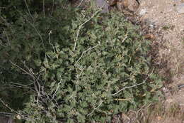 Sivun Sphaeralcea ambigua var. rugosa (Kearney) Kearney kuva