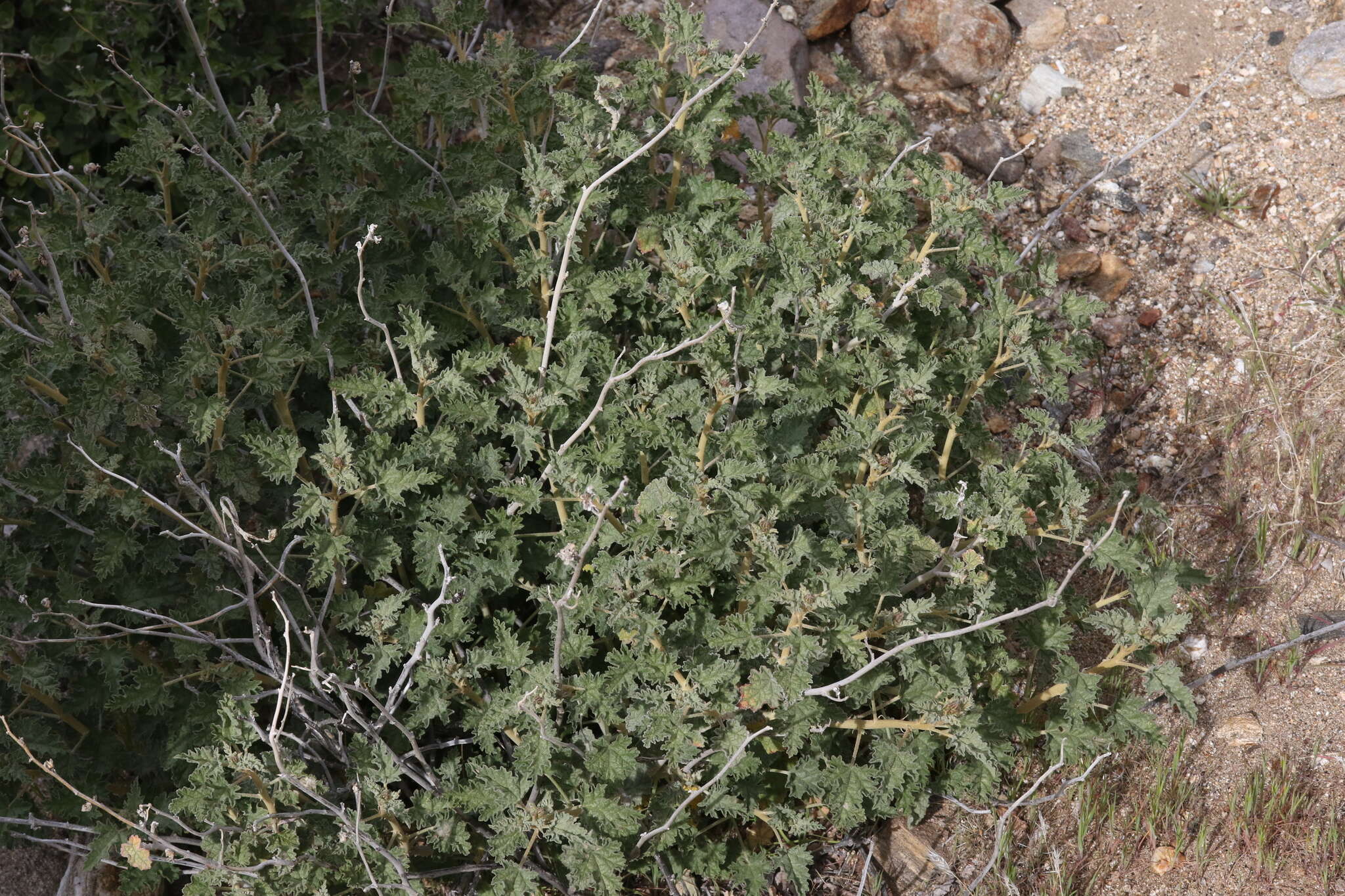 Image of desert globemallow