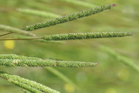 Image of Boehmer's cat's-tail