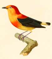 Image of Band-tailed Manakin