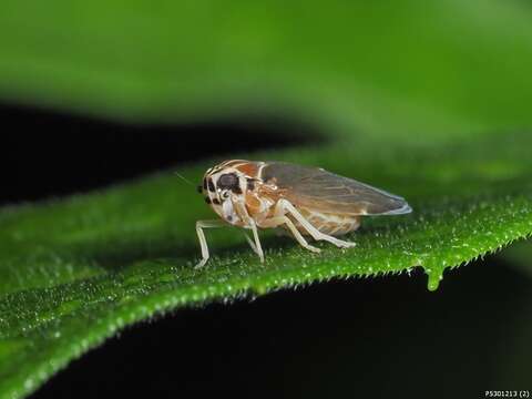 Image of Synecdoche impunctata (Fitch 1851)