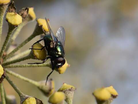 Image of Neomyia