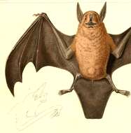 Image of Noctilio subgen. Dirias Miller 1906