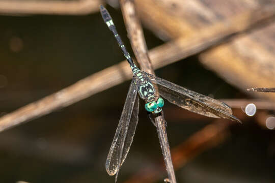 Imagem de Notiothemis Ris 1919