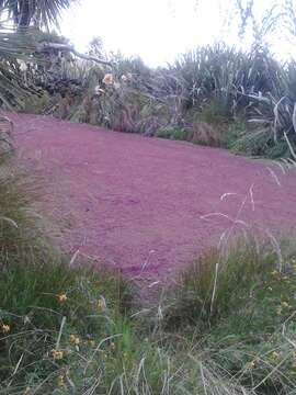 Image of Azolla rubra R. Br.