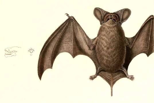 Image of Tadarine Free-tailed Bats