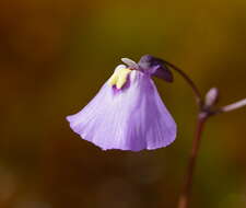 Image of Utricularia grampiana R. W. Jobson