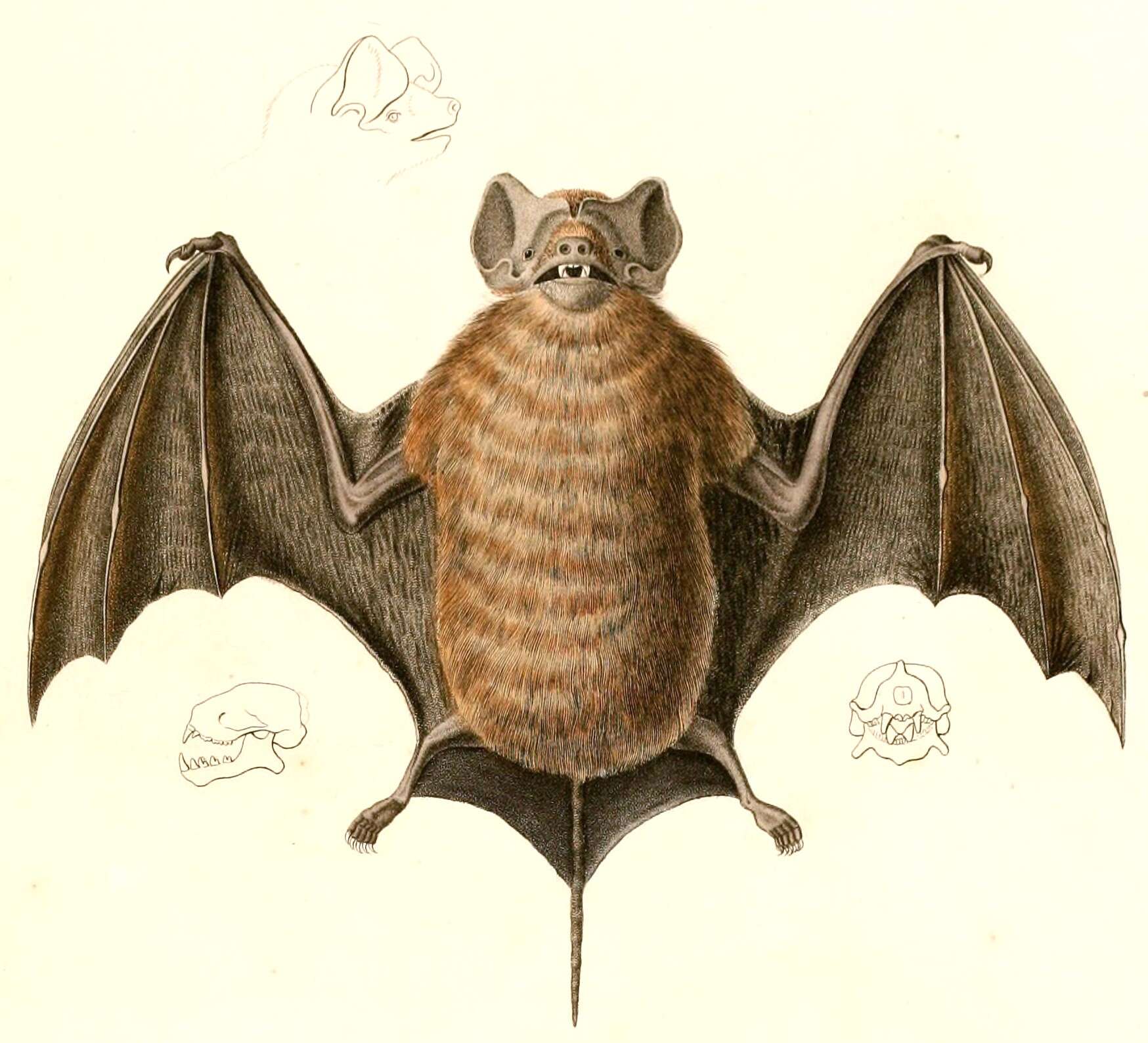 Image of free-tailed bats