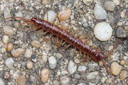 Image of Common centipede