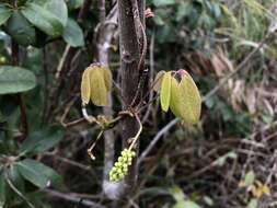 Image of Akebia longeracemosa Matsum.