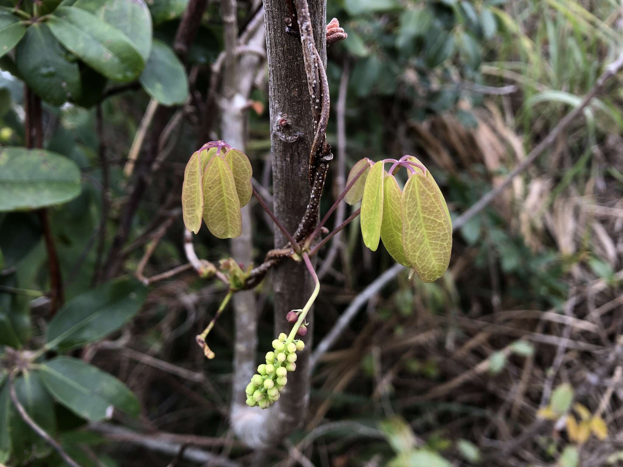 Imagem de Akebia longeracemosa Matsum.