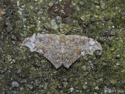 Image of Strepsigonia placida Swinhoe 1902