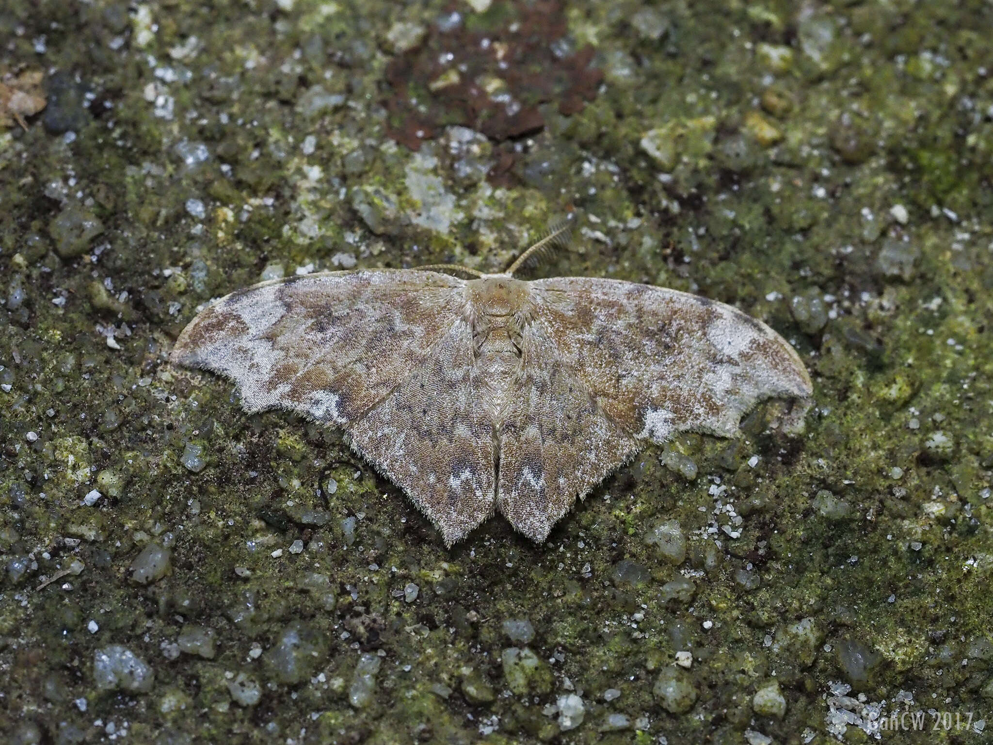 Image of Strepsigonia placida Swinhoe 1902