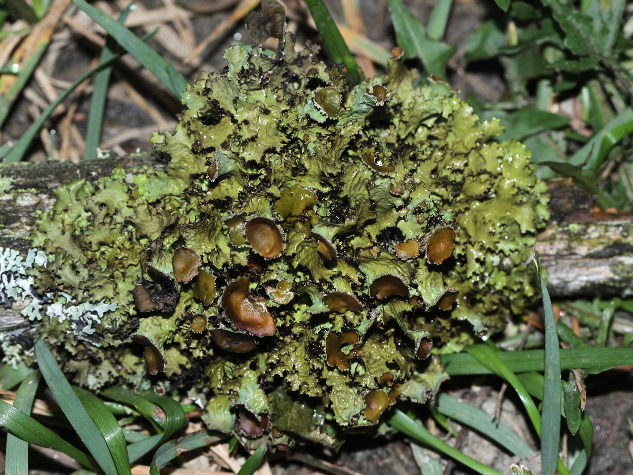 Слика од Tuckermanopsis ciliaris