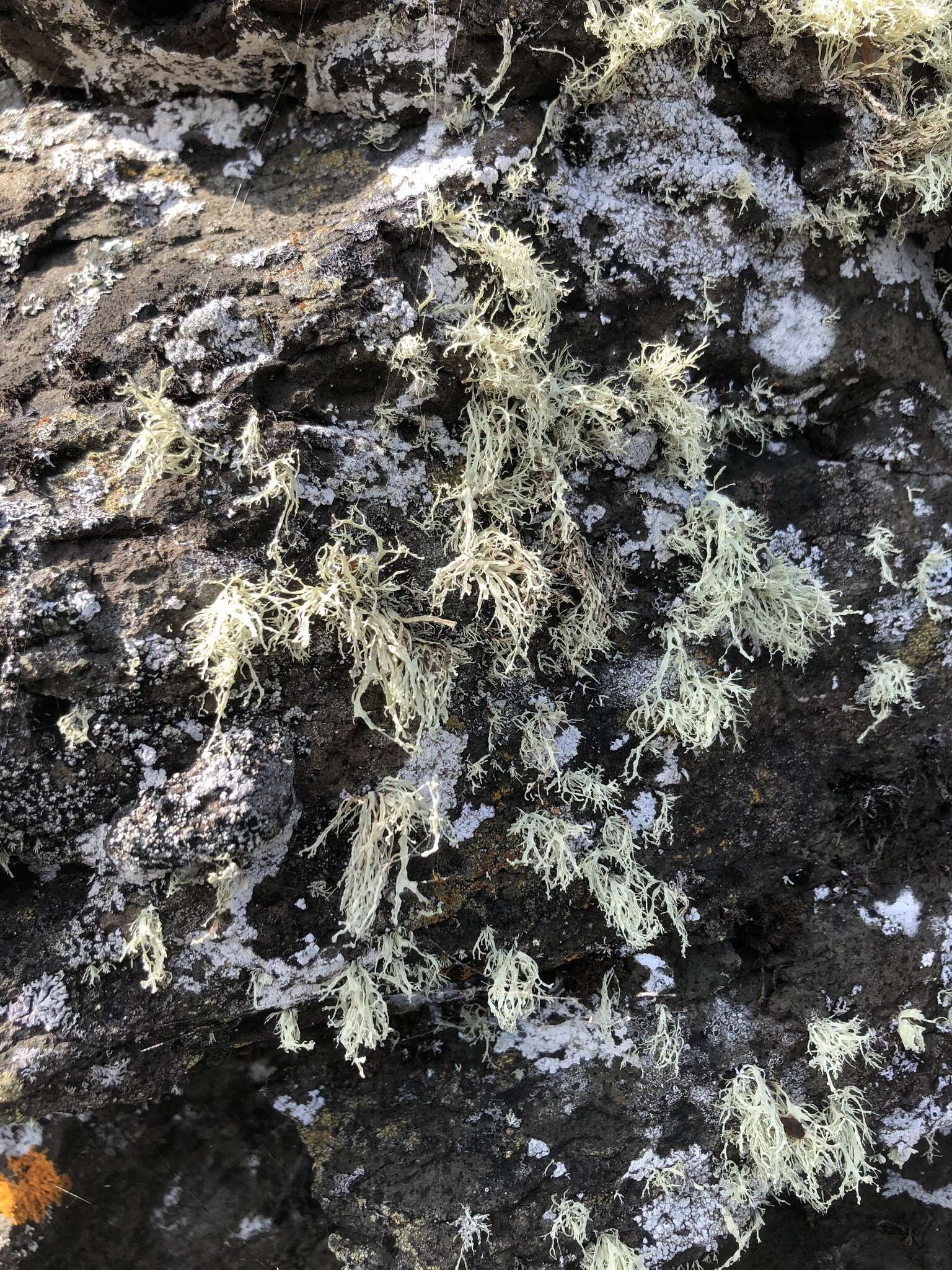 Image of intermediate cartilage lichen