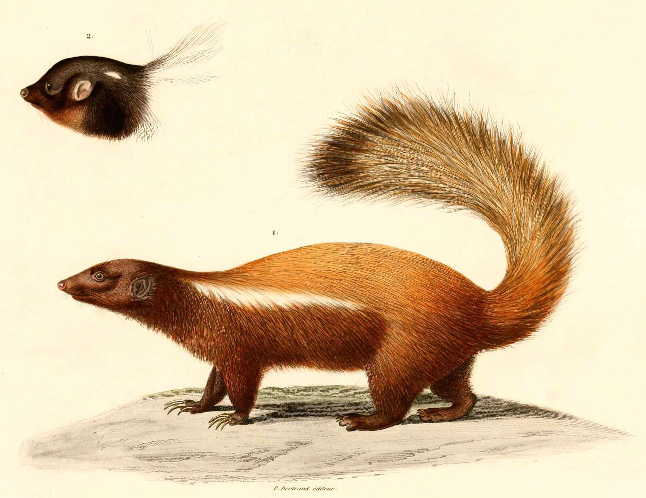 Image of Humboldt's Hog-nosed Skunk