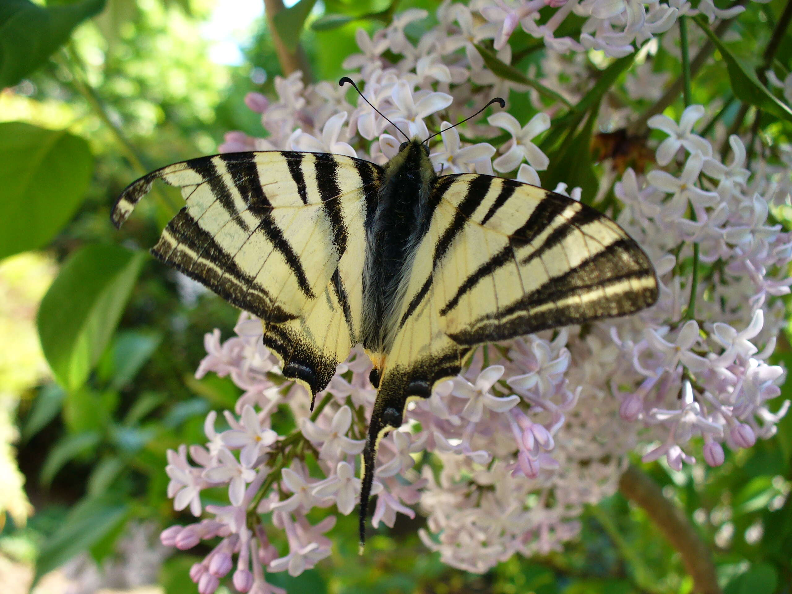 Imagem de Iphiclides