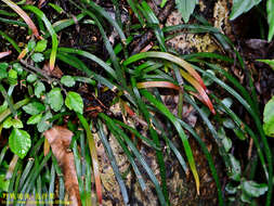 Image of Haplopteris anguste-elongata (Hayata) E. H. Crane