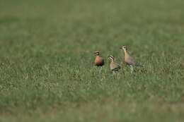 Image of Indian Courser