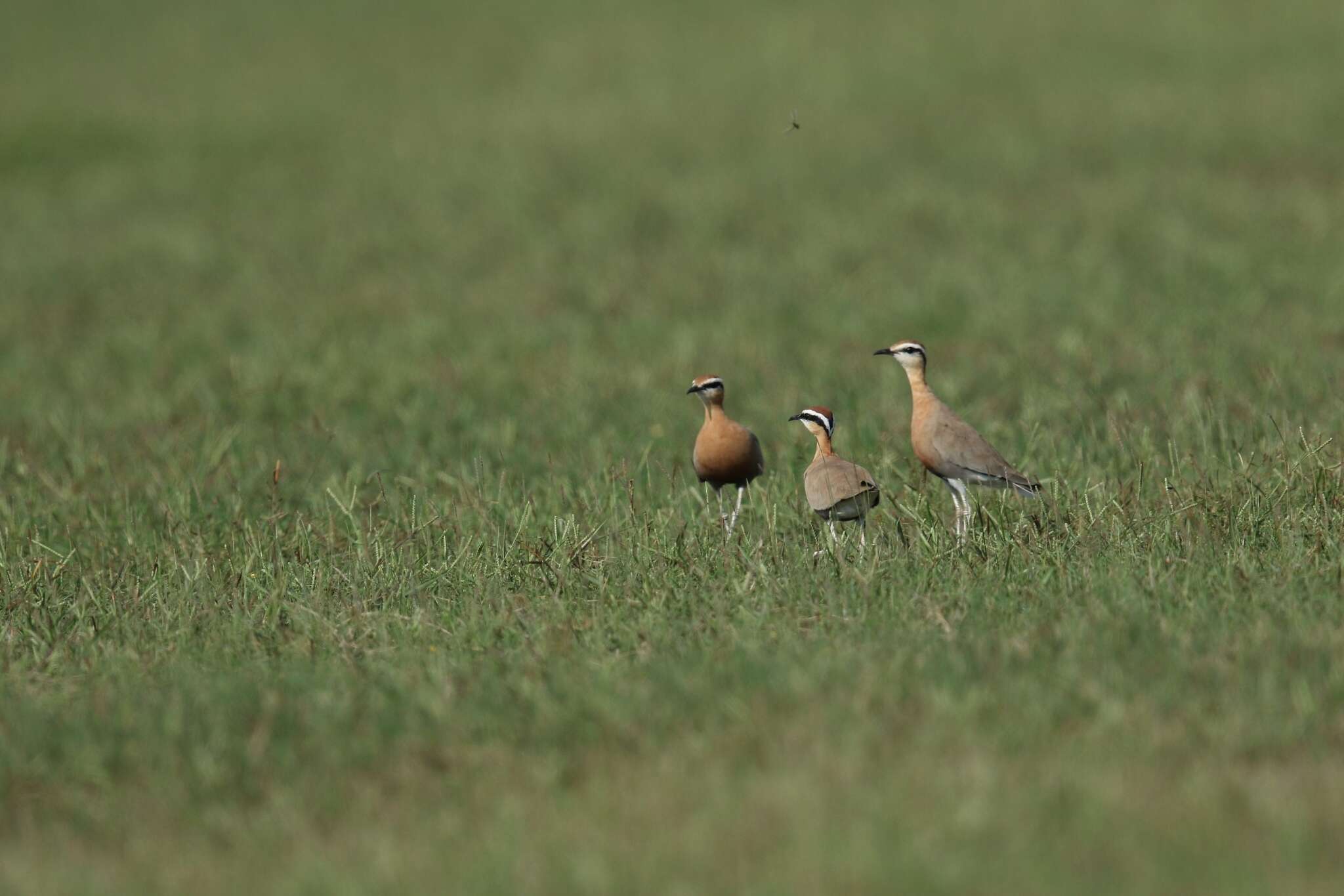 Image of Indian Courser