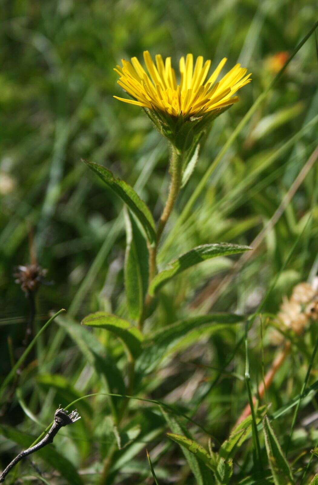 Image of Inula hirta