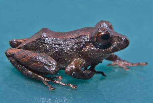 Image of Pristimantis pinchaque Reyes-Puig, Reyes-Puig, Pérez-L. & Yánez-Muñoz 2015