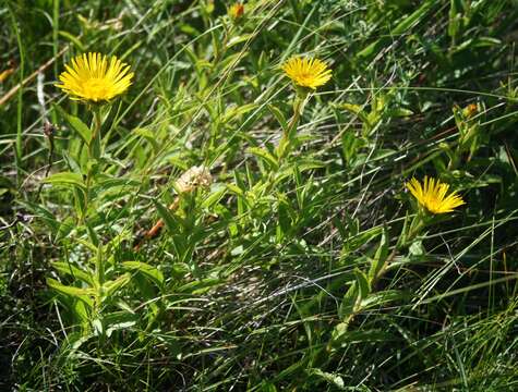 Image of Inula hirta