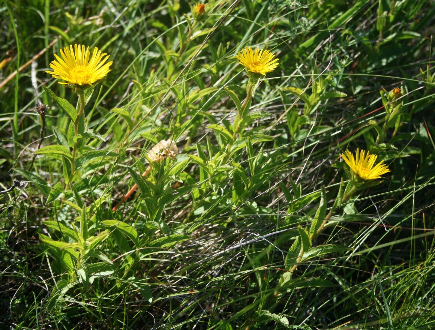 Image of Inula hirta