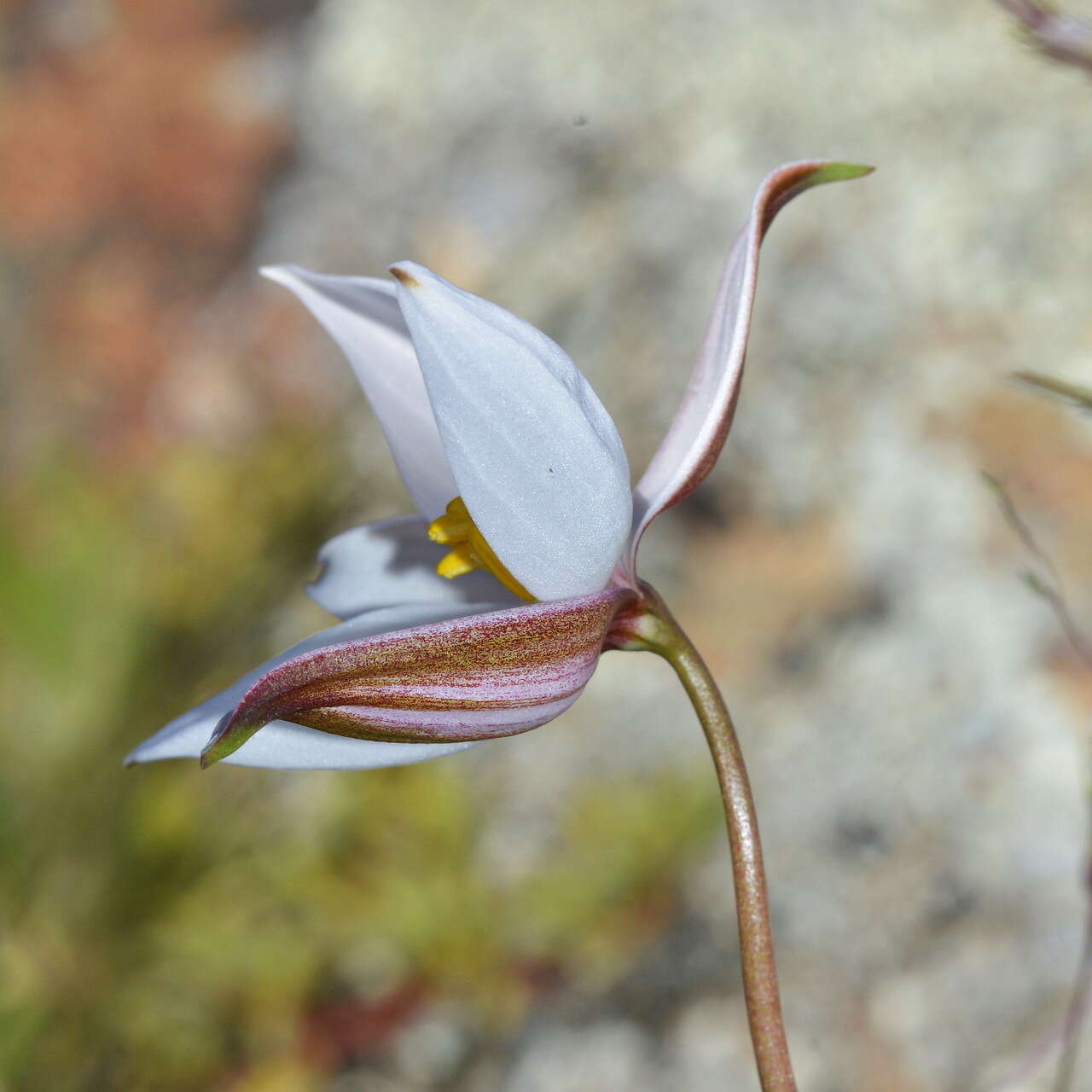 Image of Cyanella alba subsp. alba