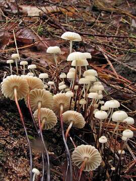 Image of Marasmius rotula (Scop.) Fr. 1838