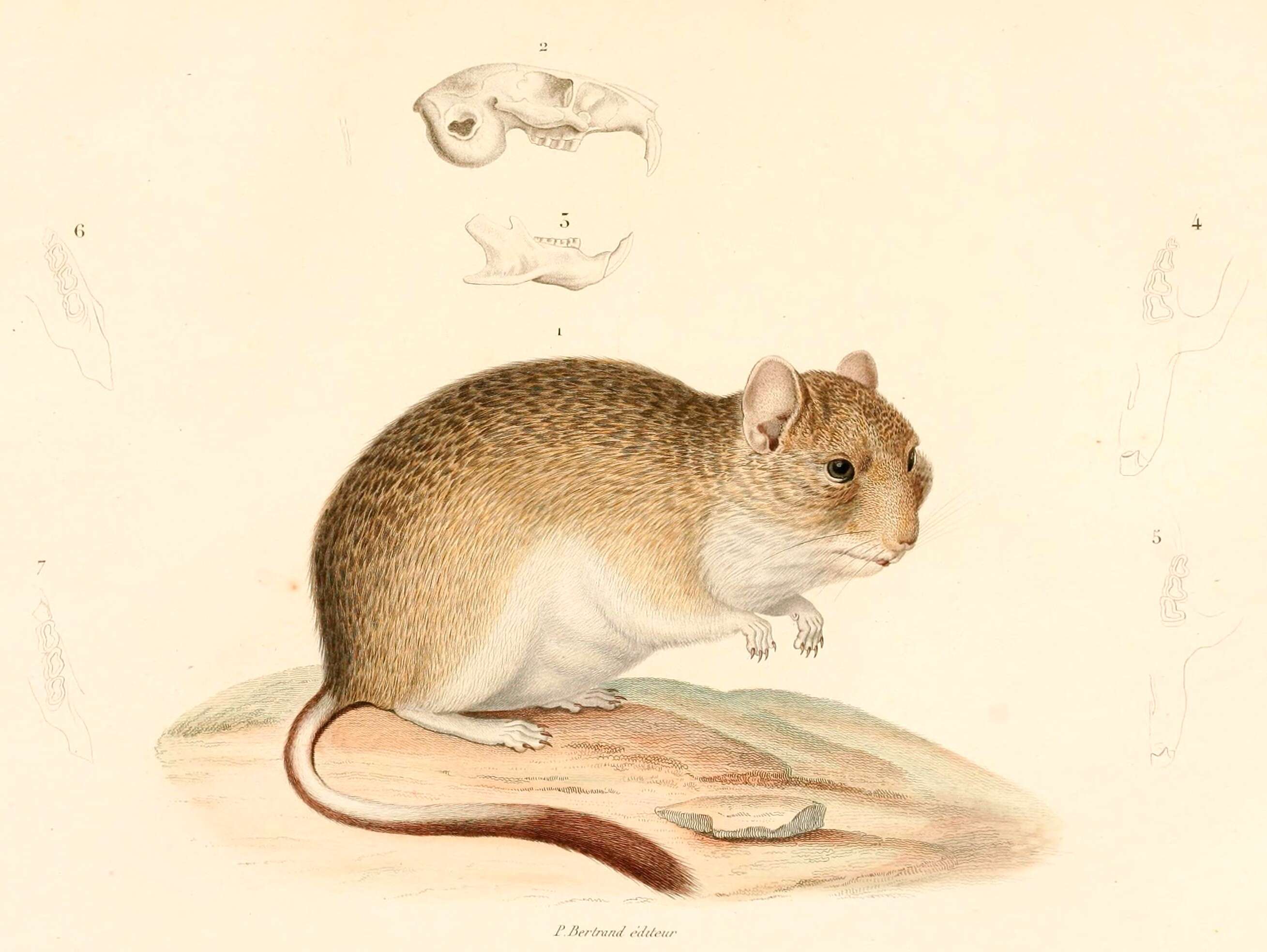 Imagem de Octodontomys gliroides (Gervais & d'Orbigny 1844)