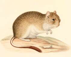 Image of degus, rock rats, and viscacha rats