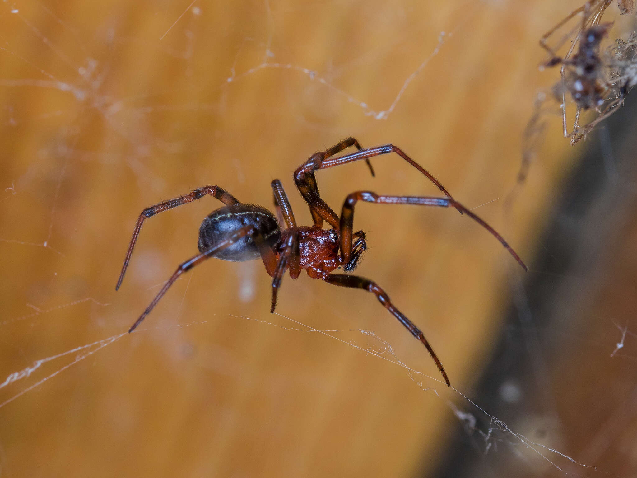 Image of Steatoda castanea (Clerck 1757)