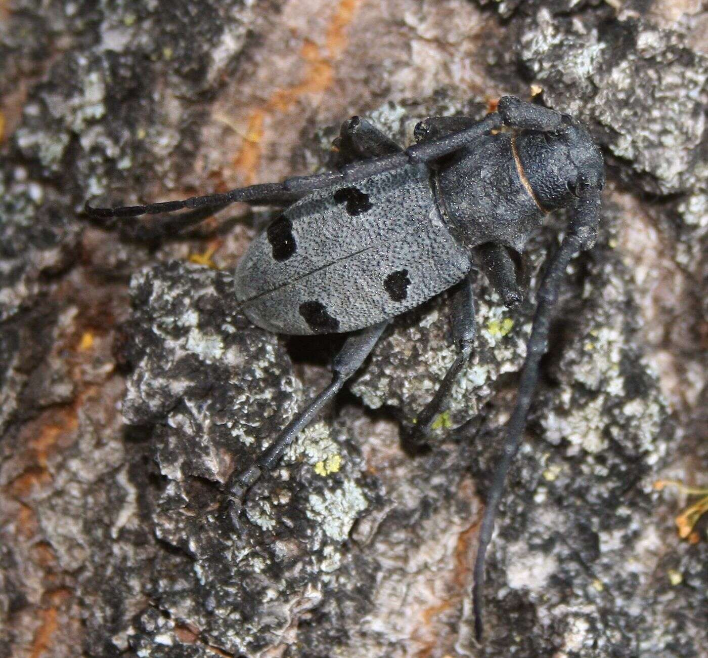 Image of Long-horned beetle